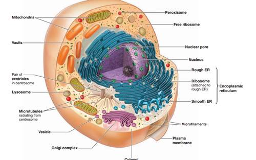 Detail Gambar Sel Beserta Fungsinya Nomer 10