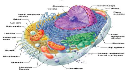 Detail Gambar Sel Dan Fungsinya Nomer 9