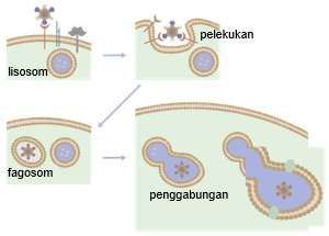 Detail Gambar Sel Fagosit Nomer 20