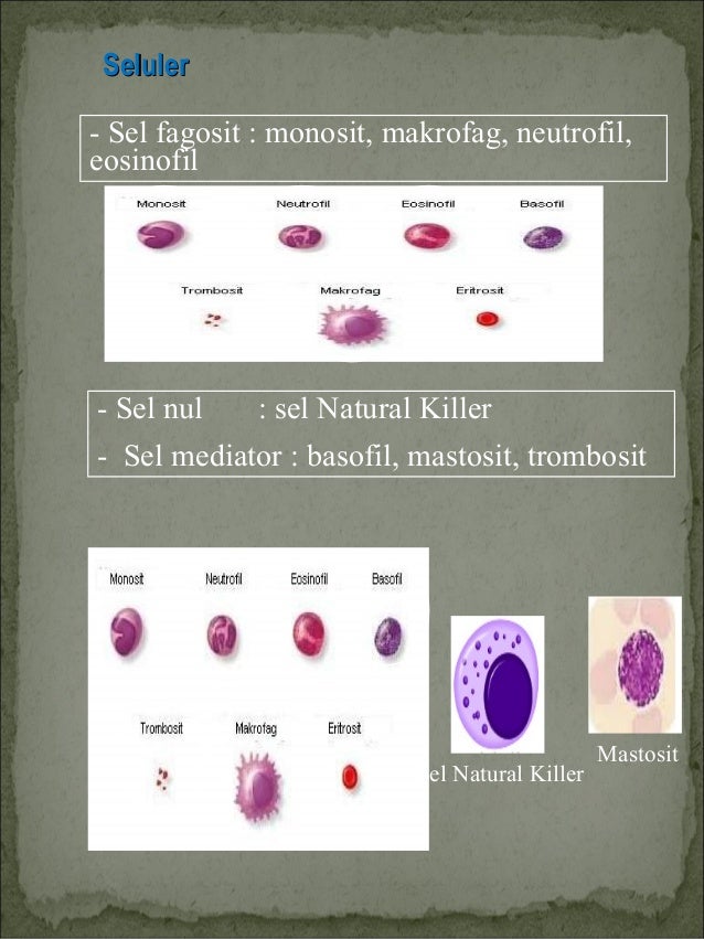 Detail Gambar Sel Fagosit Nomer 21