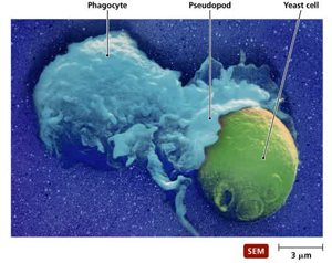 Detail Gambar Sel Fagosit Nomer 4
