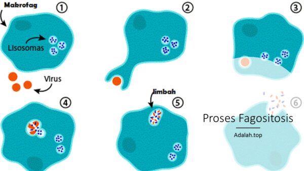 Detail Gambar Sel Fagosit Nomer 5