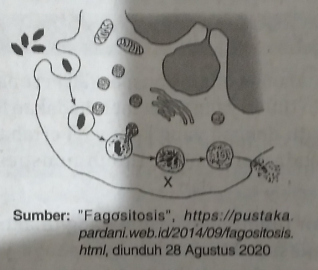 Detail Gambar Sel Fagosit Nomer 35