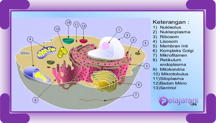 Detail Gambar Sel Hewan Beserta Keterangannya Nomer 20