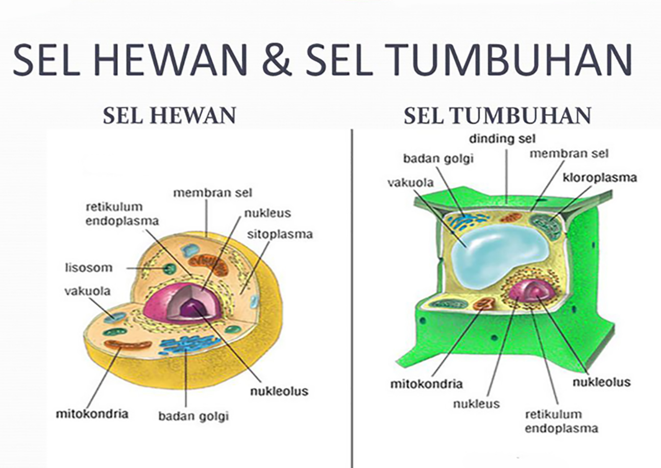 Detail Gambar Sel Hewan Beserta Keterangannya Nomer 3