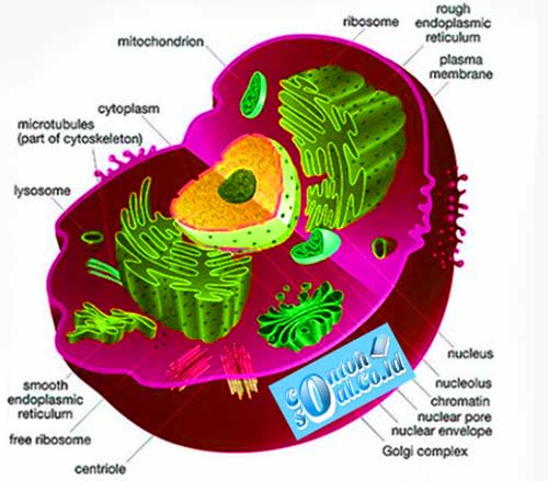Detail Gambar Sel Hewan Beserta Keterangannya Nomer 31