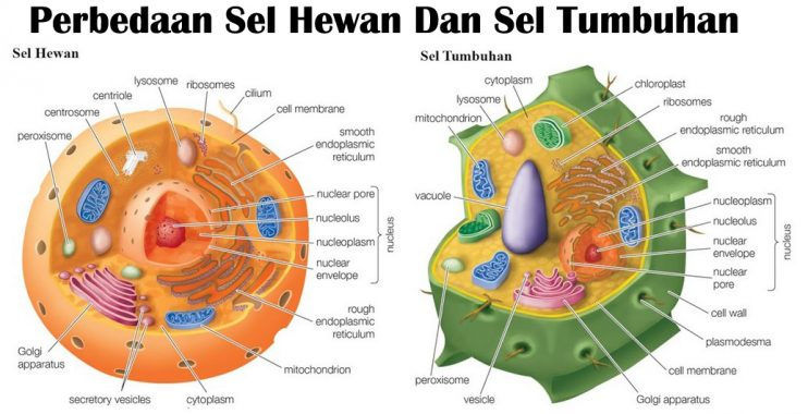 Detail Gambar Sel Hewan Beserta Keterangannya Nomer 5