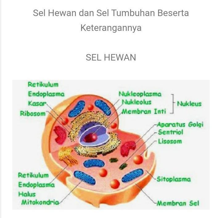 Detail Gambar Sel Hewan Beserta Keterangannya Nomer 10