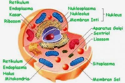 Gambar Sel Hewan Beserta Penjelasannya - KibrisPDR