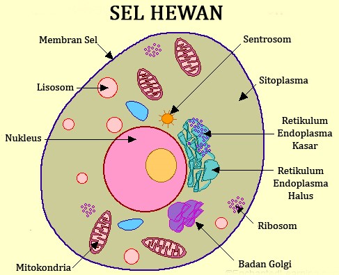 Detail Gambar Sel Hewan Beserta Penjelasannya Nomer 3