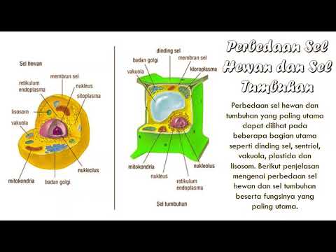 Detail Gambar Sel Hewan Beserta Penjelasannya Nomer 28