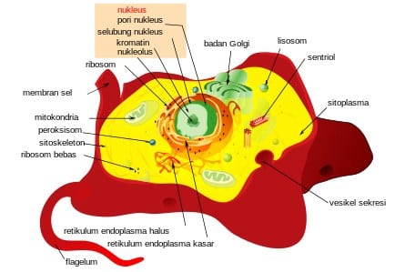 Detail Gambar Sel Hewan Beserta Penjelasannya Nomer 32