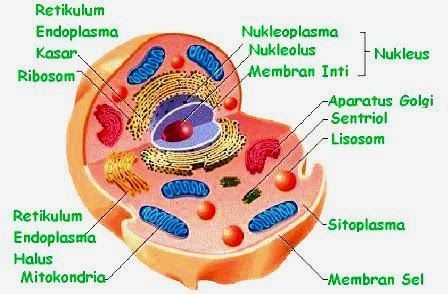 Detail Gambar Sel Hewan Dan Tumbuhan Beserta Fungsinya Nomer 9