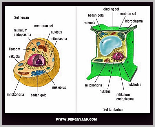 Detail Gambar Sel Hewan Dan Tumbuhan Beserta Fungsinya Nomer 16