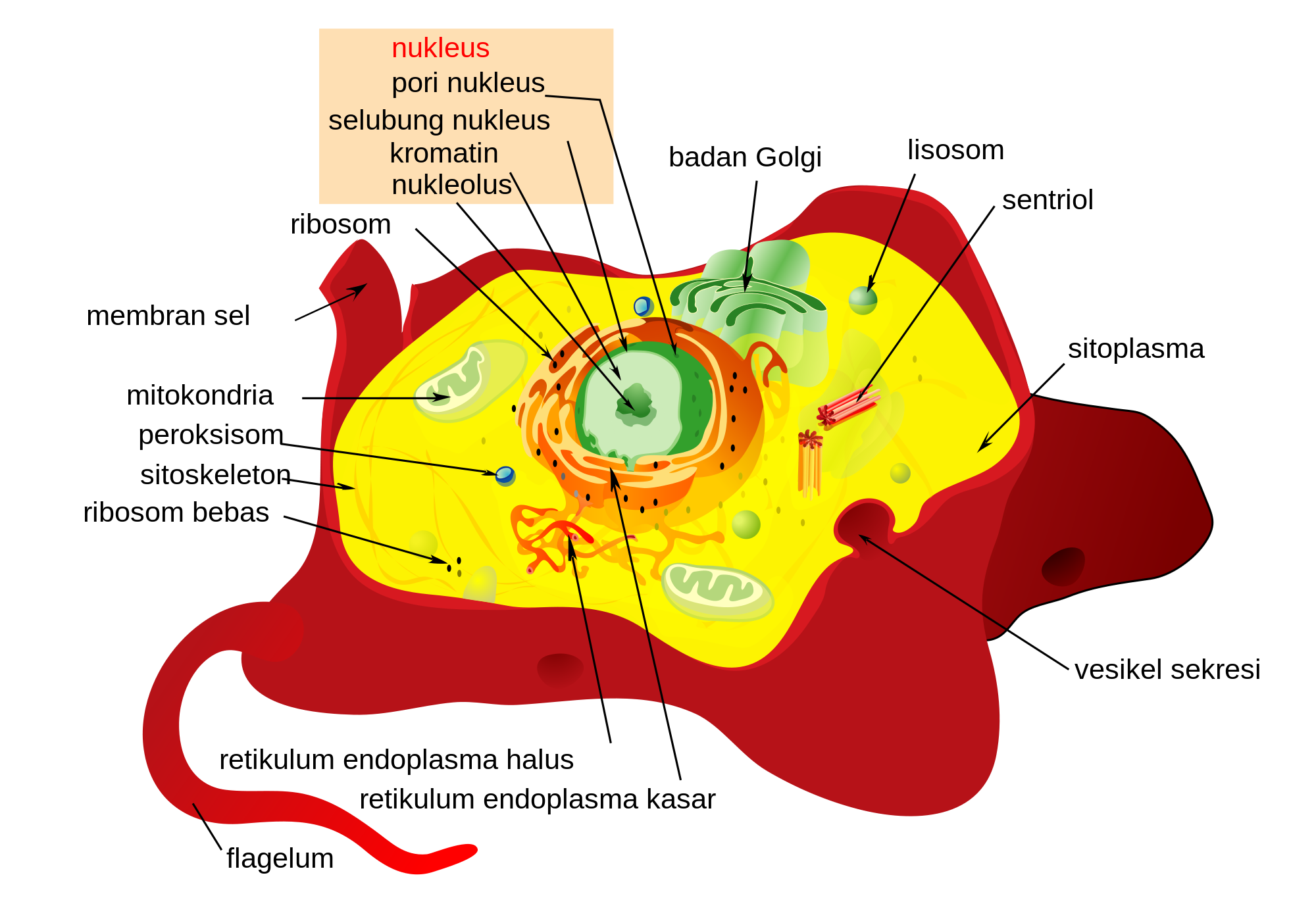 Detail Gambar Sel Hewan Dan Tumbuhan Beserta Fungsinya Nomer 28