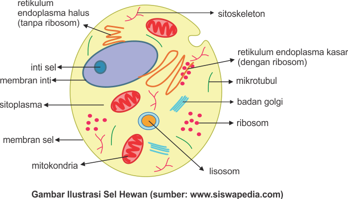 Detail Gambar Sel Hewan Dan Tumbuhan Beserta Fungsinya Nomer 29