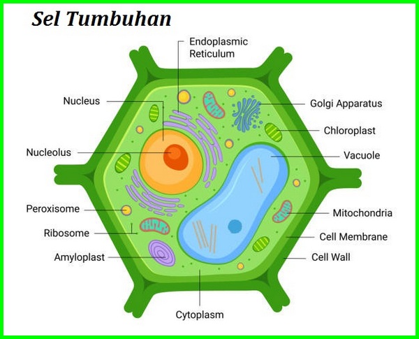 Detail Gambar Sel Hewan Dan Tumbuhan Beserta Fungsinya Nomer 36