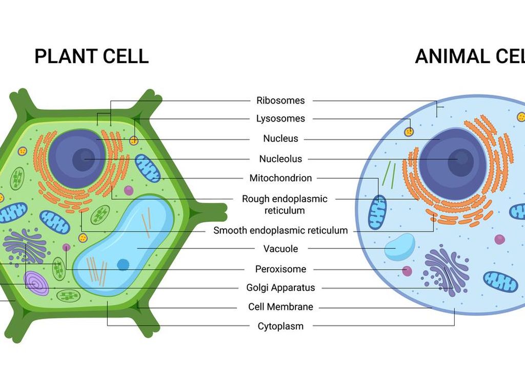 Detail Gambar Sel Hewan Dan Tumbuhan Beserta Fungsinya Nomer 50