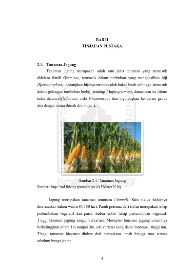 Detail Gambar Sel Jagung Beserta Bagiannya Nomer 29