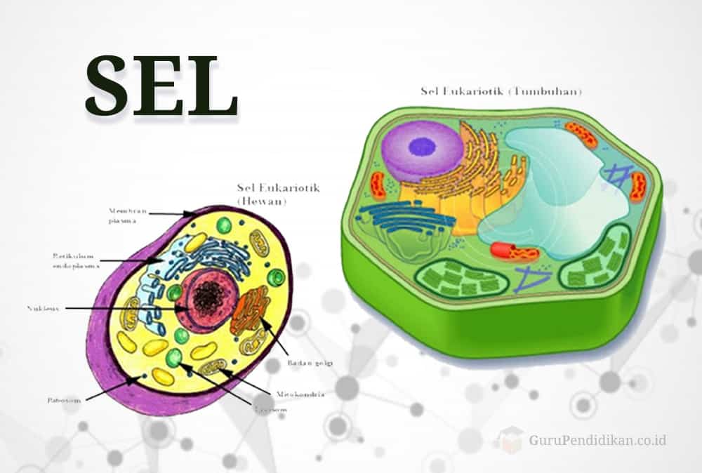 Detail Gambar Sel Manusia Dan Bagiannya Nomer 3