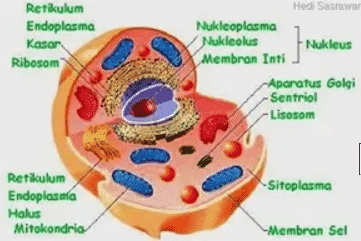 Detail Gambar Sel Manusia Dan Bagiannya Nomer 44