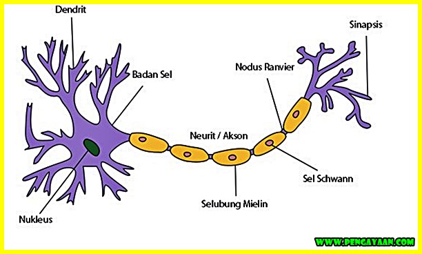 Detail Gambar Sel Saraf Beserta Fungsinya Nomer 21