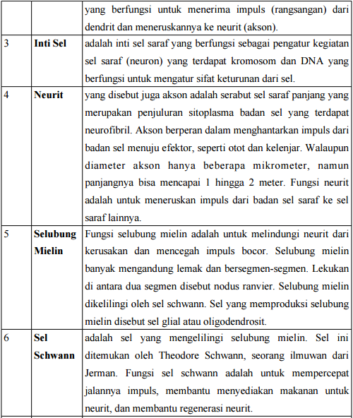 Detail Gambar Sel Saraf Beserta Fungsinya Nomer 30