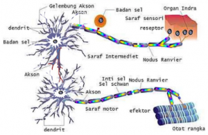 Detail Gambar Sel Saraf Beserta Fungsinya Nomer 35