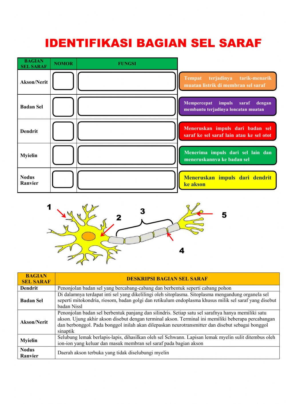 Detail Gambar Sel Saraf Beserta Fungsinya Nomer 38