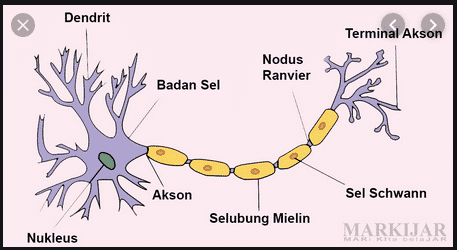 Detail Gambar Sel Saraf Beserta Fungsinya Nomer 46