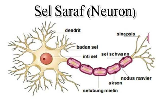 Download Gambar Sel Saraf Dan Fungsinya Nomer 10