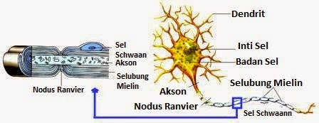 Detail Gambar Sel Saraf Dan Fungsinya Nomer 31