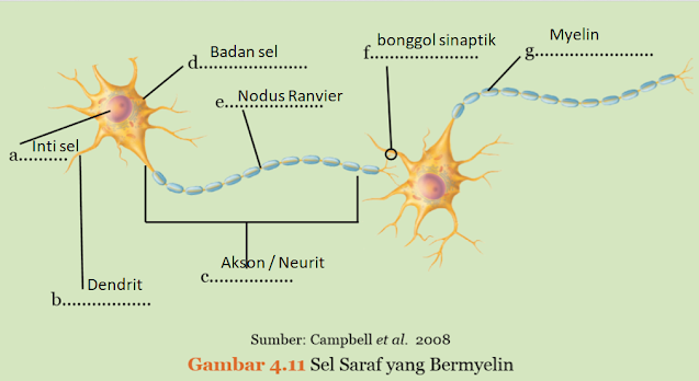 Detail Gambar Sel Saraf Dan Fungsinya Nomer 44