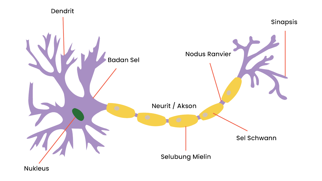 Detail Gambar Sel Saraf Dan Fungsinya Nomer 8