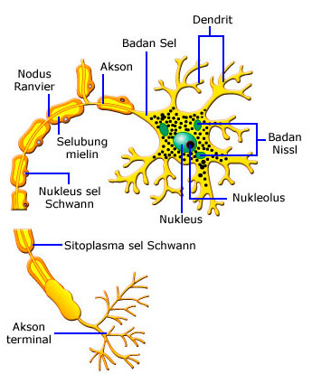 Detail Gambar Sel Saraf Manusia Dan Bagiannya Nomer 2