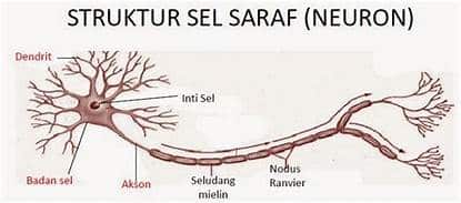 Detail Gambar Sel Saraf Manusia Dan Bagiannya Nomer 12