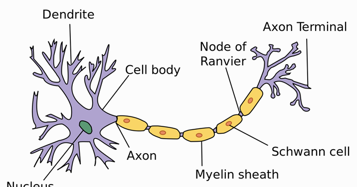 Detail Gambar Sel Saraf Manusia Dan Bagiannya Nomer 13
