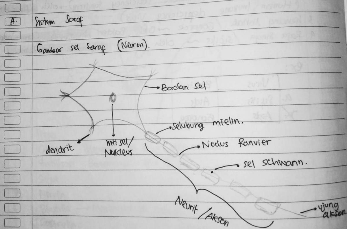 Detail Gambar Sel Saraf Manusia Dan Bagiannya Nomer 15