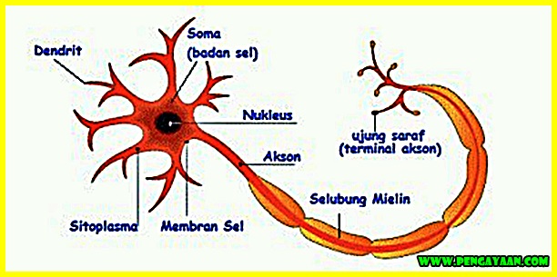 Detail Gambar Sel Saraf Manusia Dan Bagiannya Nomer 17