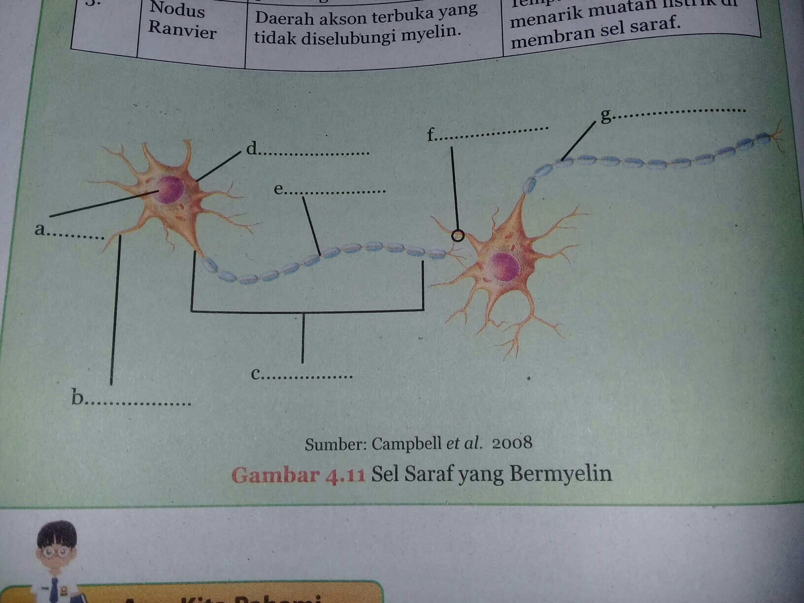 Detail Gambar Sel Saraf Manusia Dan Bagiannya Nomer 22