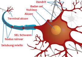 Detail Gambar Sel Saraf Manusia Dan Bagiannya Nomer 25