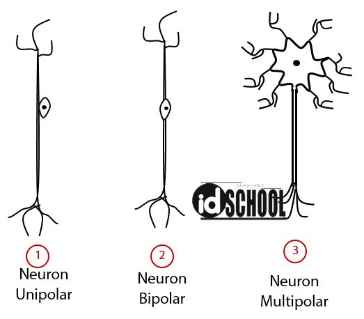 Detail Gambar Sel Saraf Manusia Dan Bagiannya Nomer 34