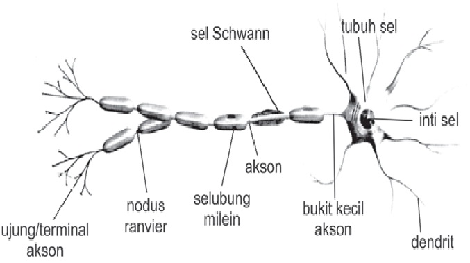 Detail Gambar Sel Saraf Manusia Dan Bagiannya Nomer 36