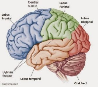 Detail Gambar Sel Saraf Manusia Dan Bagiannya Nomer 37