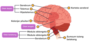 Detail Gambar Sel Saraf Manusia Dan Bagiannya Nomer 49