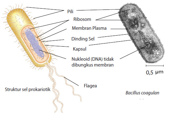 Detail Gambar Sel Sebagai Unit Struktural Dan Fungsional Kehidupan Nomer 2