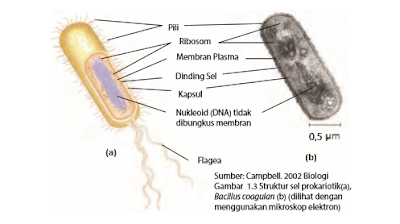 Detail Gambar Sel Sebagai Unit Struktural Dan Fungsional Kehidupan Nomer 11