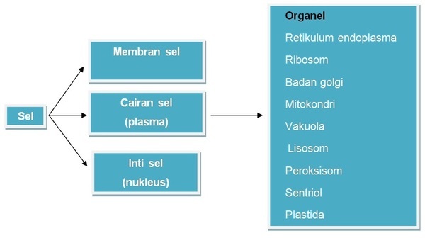 Detail Gambar Sel Sebagai Unit Struktural Dan Fungsional Kehidupan Nomer 12