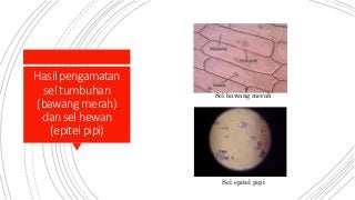 Detail Gambar Sel Sebagai Unit Struktural Dan Fungsional Kehidupan Nomer 32