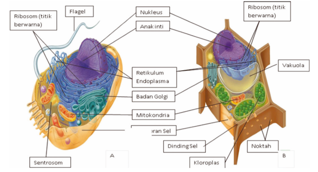 Detail Gambar Sel Sebagai Unit Struktural Dan Fungsional Kehidupan Nomer 5